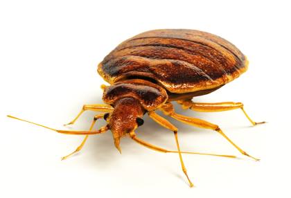 Bed bug extermination by AR1 Group LLC