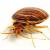 Rosslyn Bedbug Extermination by AR1 Group LLC