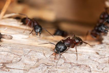 Carpenter ant extermination by AR1 Group LLC