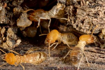 Termite control by AR1 Group LLC